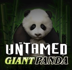 Untamed Giant Panda Image image