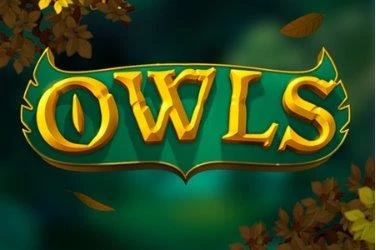 Owls Image image